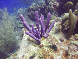 Purple Tube Sponge IMG 7332